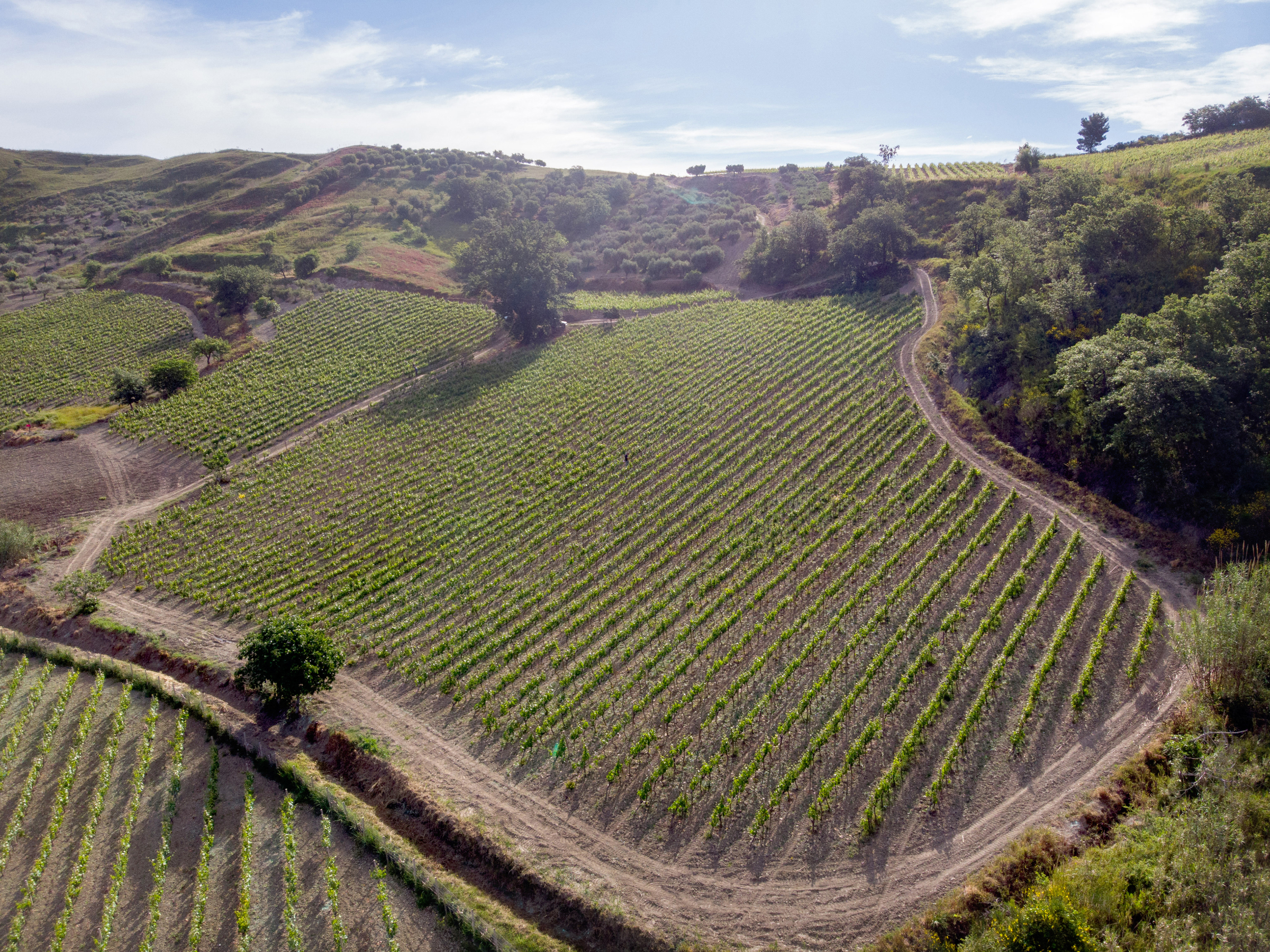 Vigneti nella zona DOC di Cirò, costa crotonese.