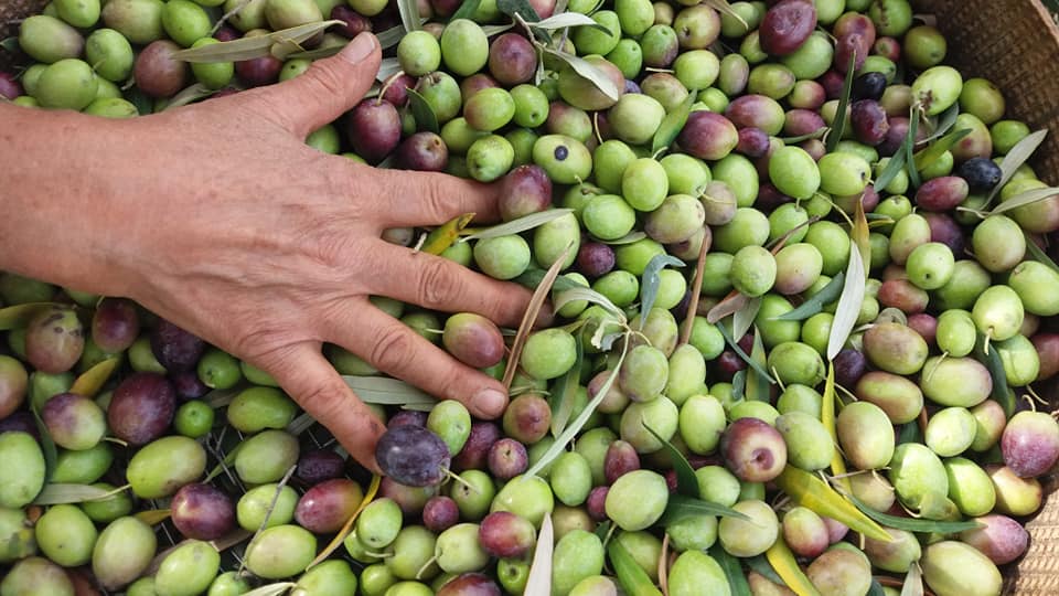 Olio Lametia, extravergine dalla piana di Lamezia.