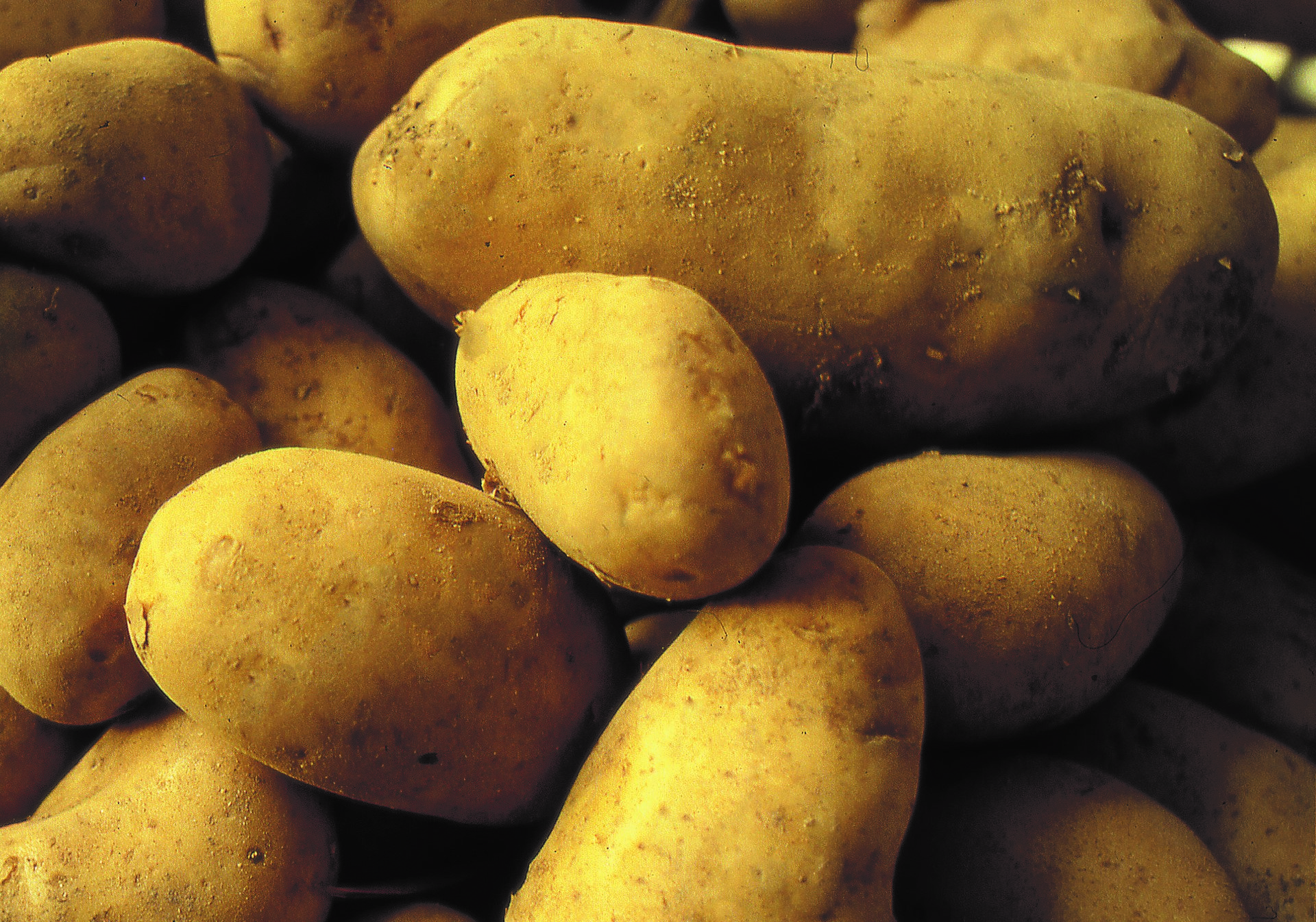 Patate dell'altopiano della Sila, Calabria.