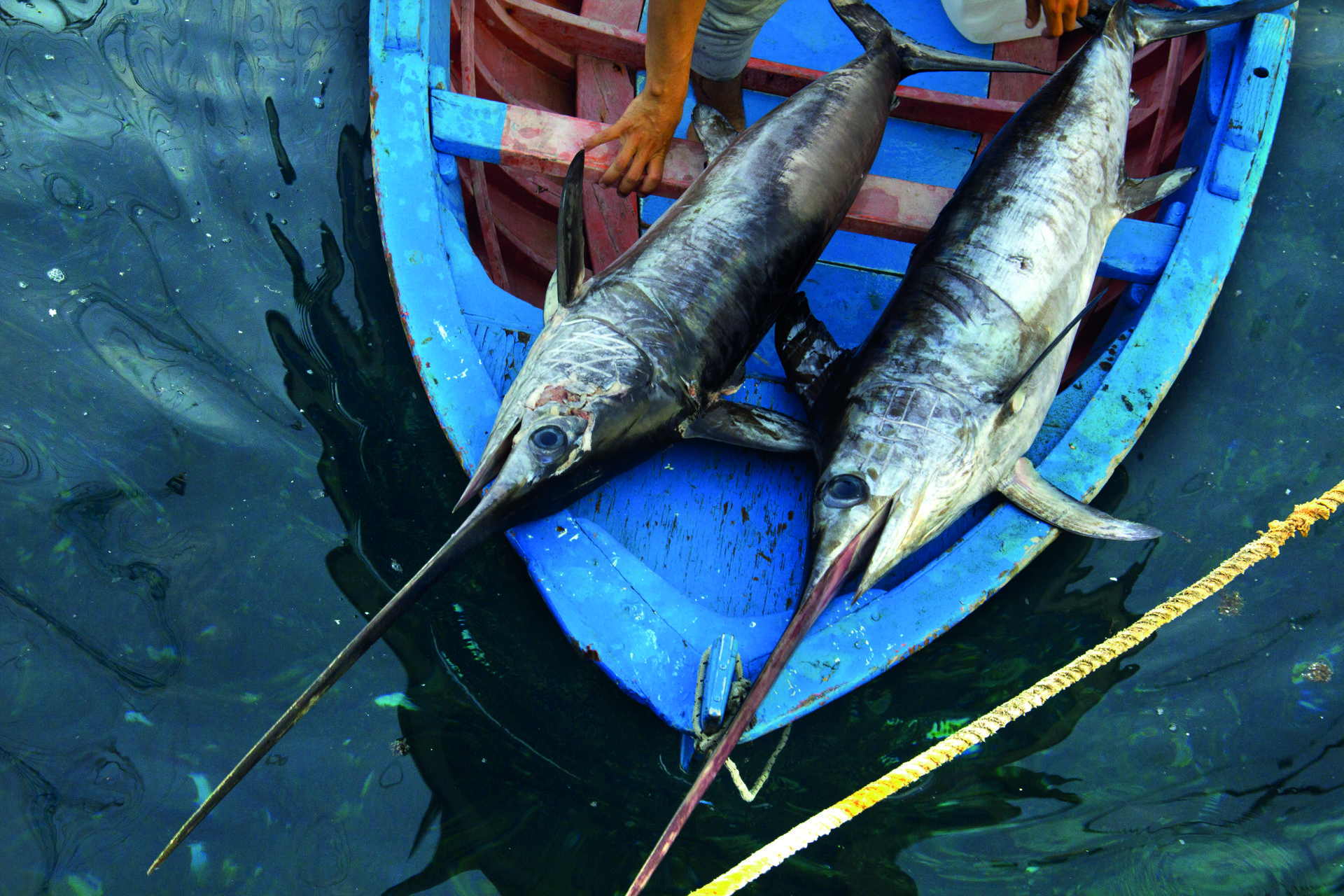 La tradizione del pesce spada fra Scilla e la costa dello Stretto.